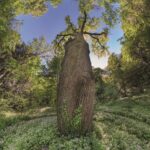 Quercia (Quercus robur), Foto di Mario Donadoni © Archivio Consorzio Villa Reale e Parco di Monza