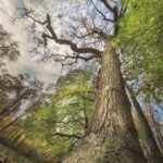 Albero dei Tulipani, Foto di Mario Donadoni © Archivio Consorzio Villa Reale e Parco di Monza