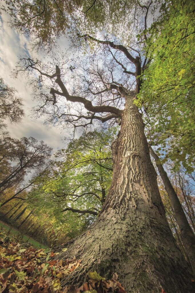 Albero dei Tulipani, Foto di Mario Donadoni © Archivio Consorzio Villa Reale e Parco di Monza