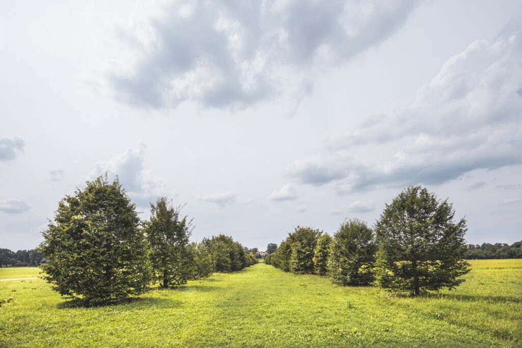 viale dei Carpini, Parco della Reggia di Monza, Foto di Mario Donadoni, Archivio Consorzio Villa Reale e Parco di Monza