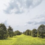 viale dei Carpini, Parco della Reggia di Monza, Foto di Mario Donadoni, Archivio Consorzio Villa Reale e Parco di Monza